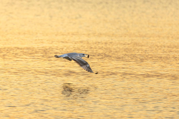 Flyging seagulls on sea at sunset.