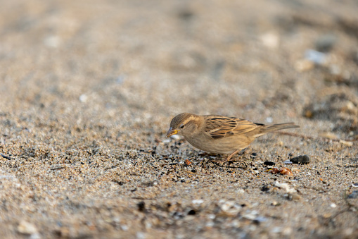 The Spanish sparrow or willow sparrow is a passerine bird of the sparrow family Passeridae.