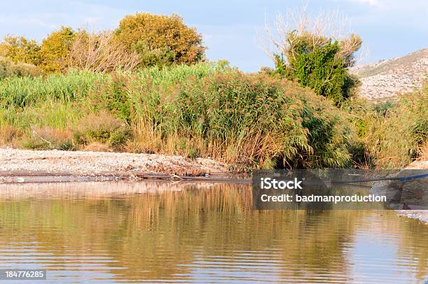 Wasser Und Pflanzen Stockfoto und mehr Bilder von Agrarbetrieb - Agrarbetrieb, Alge, Farbbild