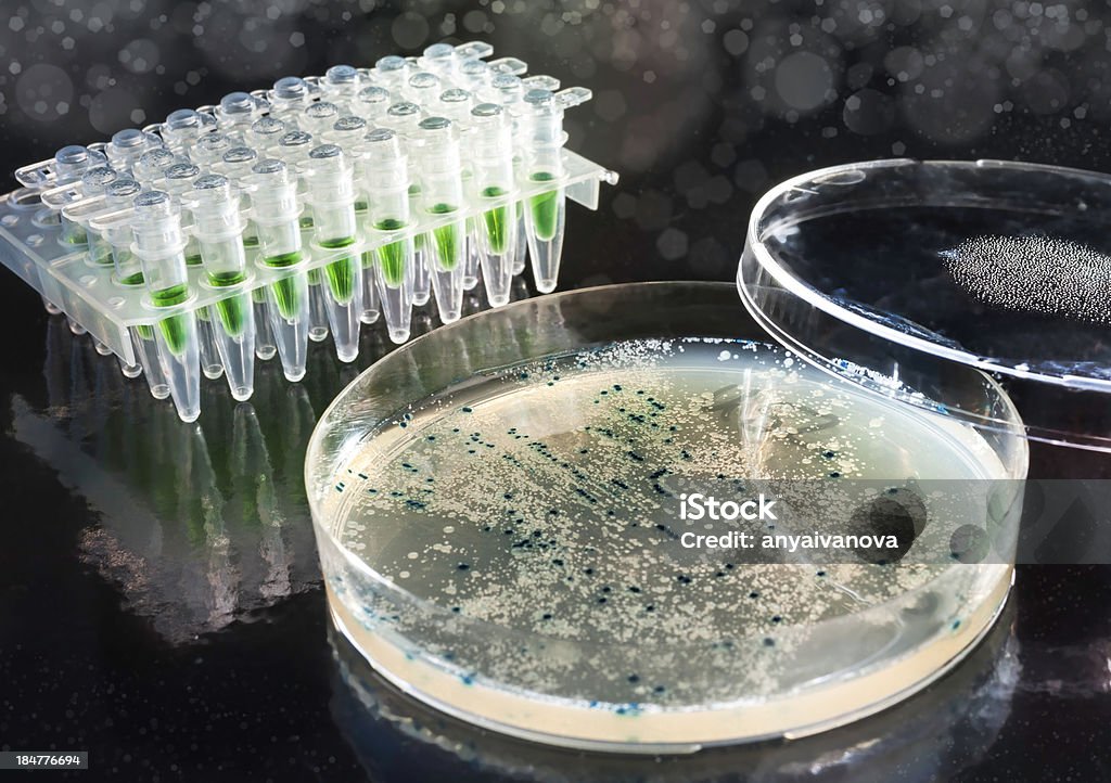 Disco de Petri com fungos colônias de ágar de ágar - Foto de stock de Amarelo royalty-free