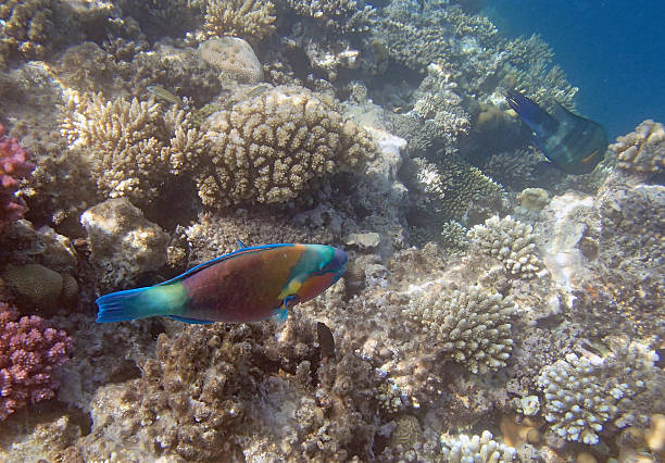 istock snorkeling in the red sea 184776839