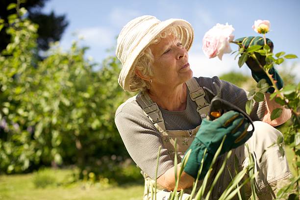mujer mayor control flores en el jardín - planting clothing gray hair human age fotografías e imágenes de stock