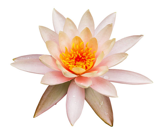 istock Pink lotus flower isolated 184777009