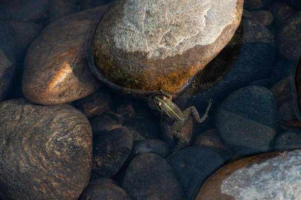 A marsh frog taken in France, half submerged in a river pool, surrounded by boulders and pebbles. Taken from above. The frog has a bright green stripe along its back and gold stripes along its sides. Marsh frogs are the largest native frog in France.