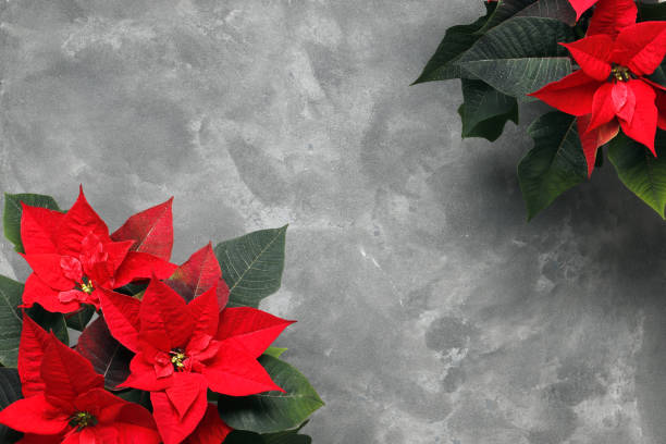 istock Poinsettia (Christmas flower) on a colored textural background with space for text. 1847777700
