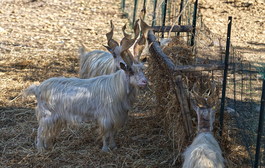anglo nubian goat an farm cordoba argentina 2021 in Córdoba, Cordoba, Argentina