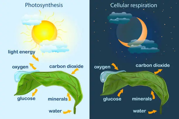 Vector illustration of Photosynthesis diagram. Process of plant produce oxygen. Photosynthesis process labelled.