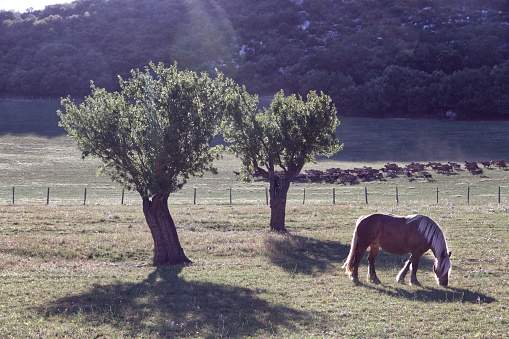 Idyllic farm scene in Provence