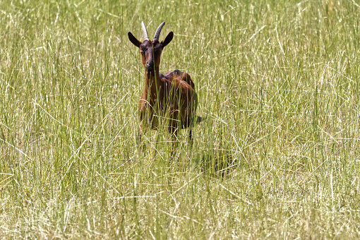 Farm animal in a field