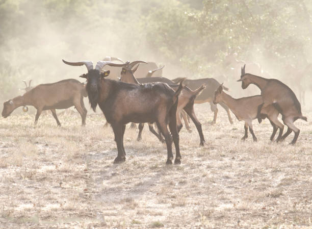 istock Billy goat and others in a field 1847781086