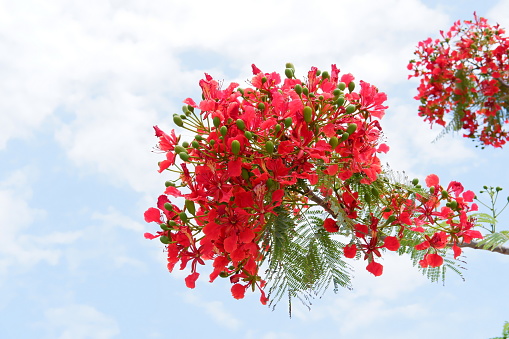 Red Flamboyant flower on blue sky background, Flamboyant is a species of tree in the Royal Poinciana family.