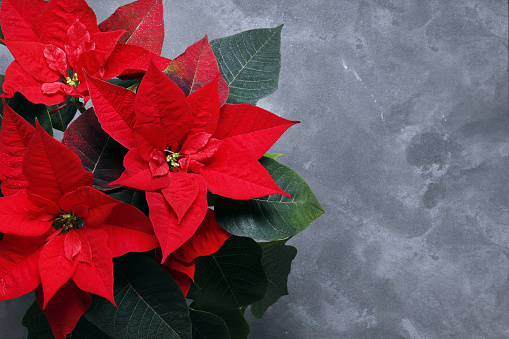 Poinsettia Flower