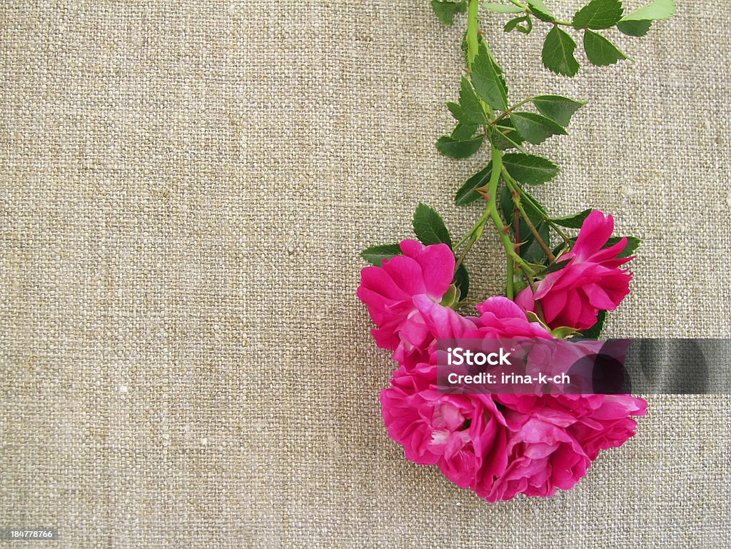 Curling rose. - Foto stock royalty-free di Bellezza naturale