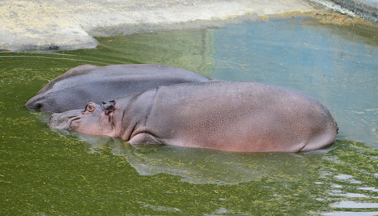 Two Hippopotamus lying in a water reservior in an animal reserve.