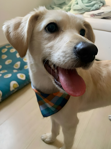 In this heartwarming capture, a canine companion beams with unbridled joy, his eyes twinkling with happiness as he revels in a moment of pure bliss. The infectious enthusiasm is palpable, showcasing the sheer delight that dogs bring to our lives.