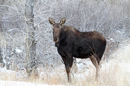Shiras' Cow Moose in East Central Idaho.