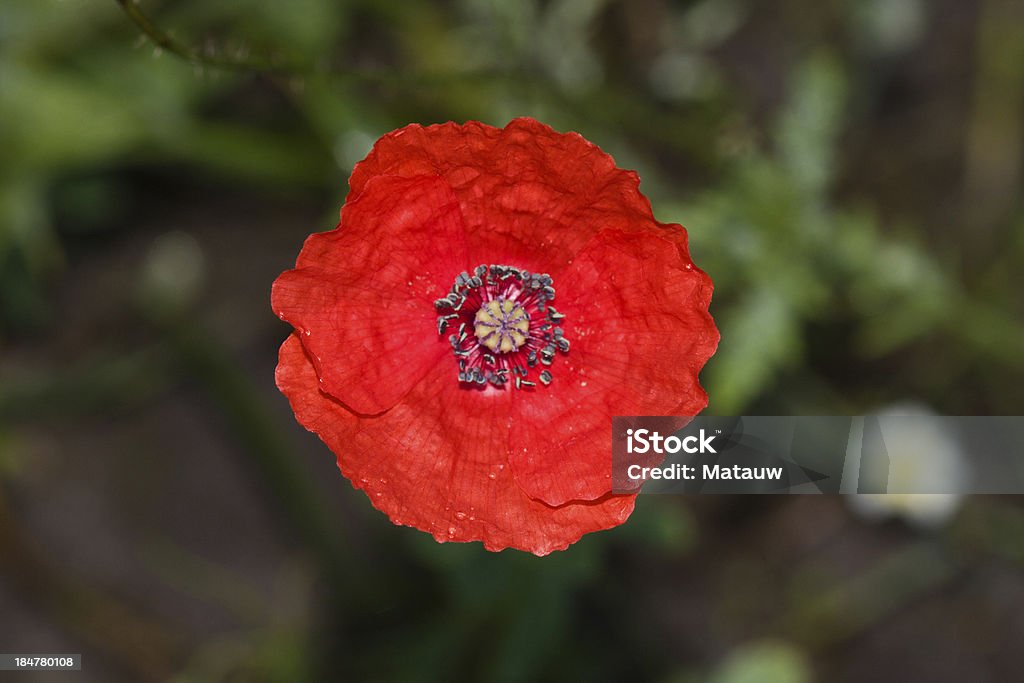 Papaver The red flower of a Papaver, a Corn poppy, also known as Corn rose, Field poppy, Flanders poppy, Red poppy, Red weed, Coquelicot, Headache and Headwark Coquelicot Stock Photo