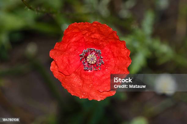 Papaver Stock Photo - Download Image Now - Coquelicot, Corn Poppy, Flower