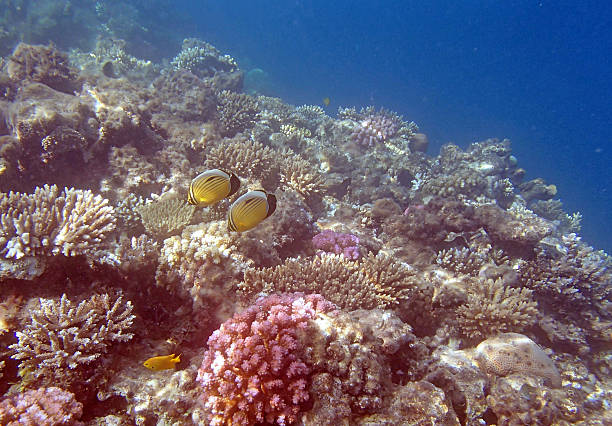 istock snorkeling in the red sea 184780363