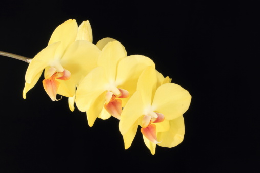 Branch of a orchid amarela phalaenopsis with a trio of flowers over black background