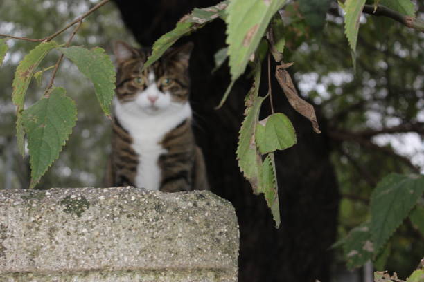 Beautiful cat hidden among the branches