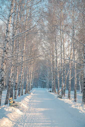 Snow-covered alley in the park in winter