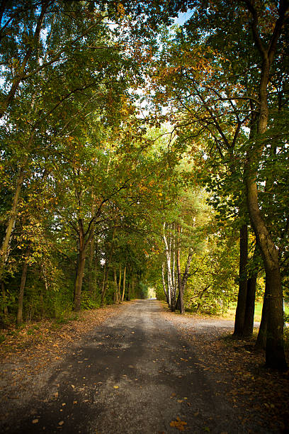 istock Autumn in the forest, end of summer 184781840