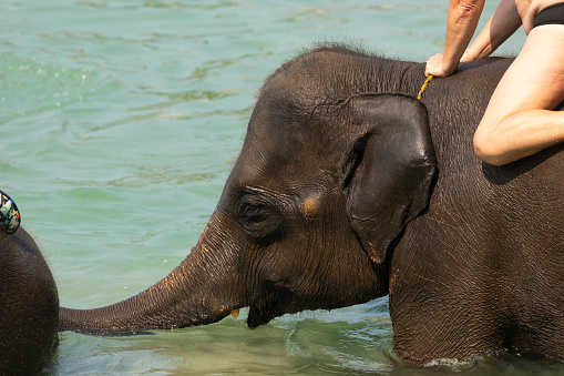 Elephants used as a tourist activity, elephant riding, on Koh Chang Island, in the Gulf of Thailand
