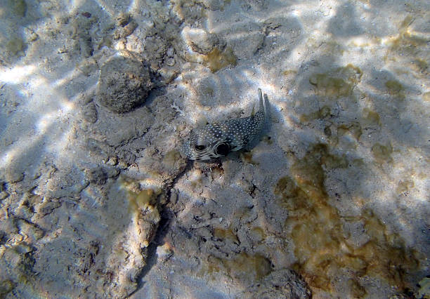 istock snorkeling in the red sea 184782158