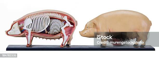 豚構造モデル - 人体構造のストックフォトや画像を多数ご用意 - 人体構造, 猪, Sow