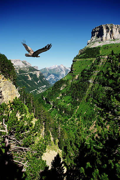 istock vulture flying in Ordessa valley 184782704