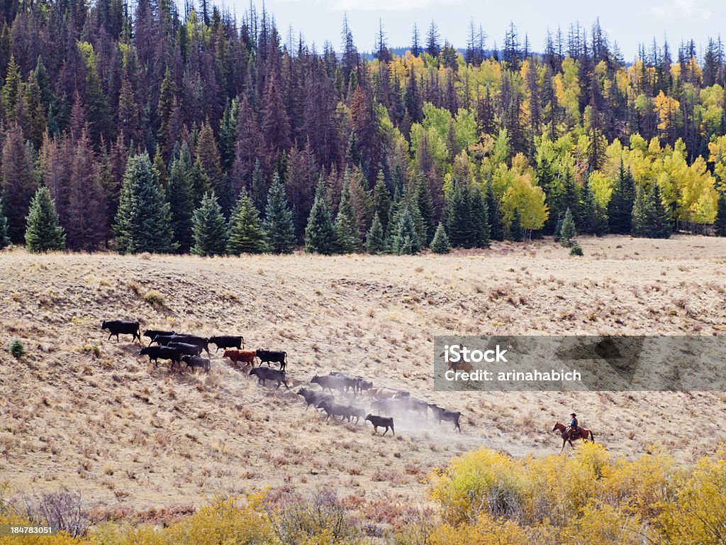 Cattle Drive Cattle drive by two cowboys in Colorado. Cattle Stock Photo