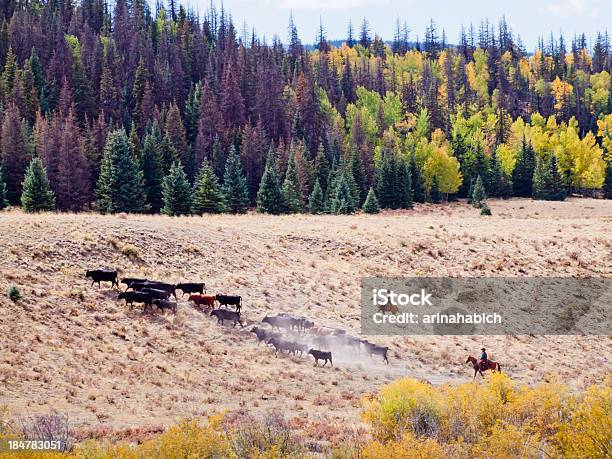 Cattle Drive Stock Photo - Download Image Now - Cattle, Cowboy, Adventure