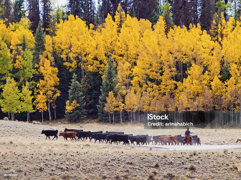 Cattle Drive - Lizenzfrei Rindertrieb Stock-Foto