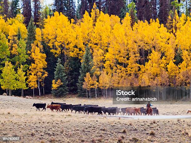 Cattle Drive Stockfoto und mehr Bilder von Rindertrieb - Rindertrieb, Abenteuer, Agrarbetrieb