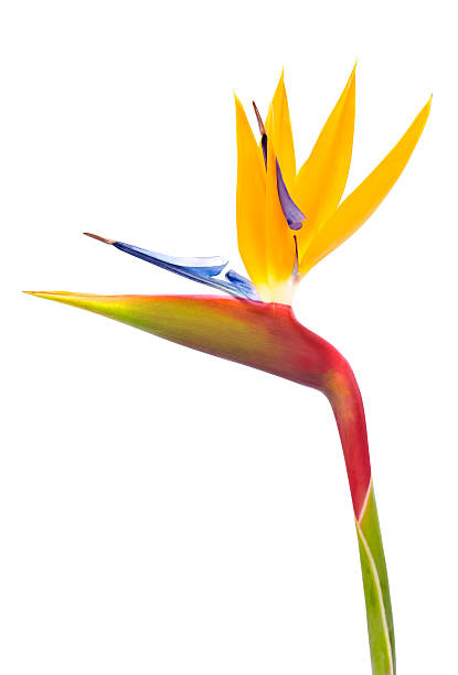 istock Bird of Paradise Flower on a White Background 184784138