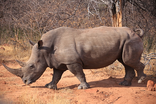 single white rhino