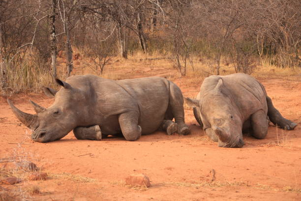istock two white rhinos at waterberg, Namibia 1847845740