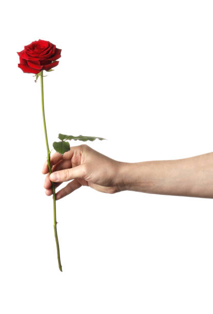 mann mit roter rose isoliert auf weißem hintergrund - flower frame single flower rose stock-fotos und bilder