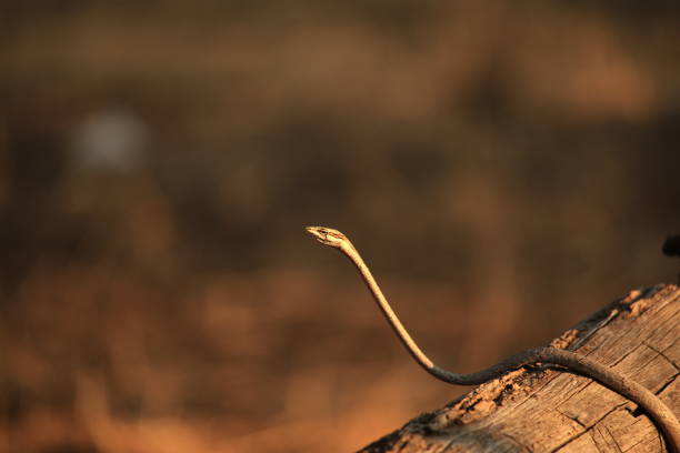 istock venomous twig snake on a wooden railing 1847851432