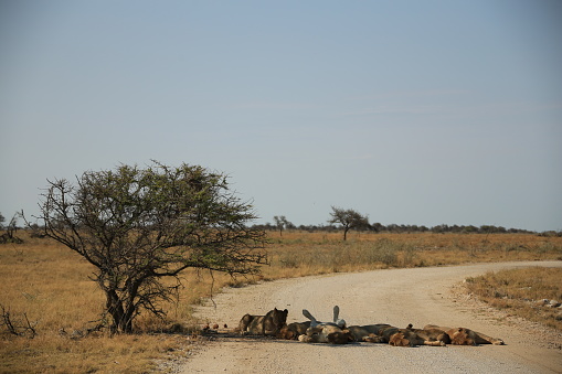 pride of lions resting on a gravel road in the shade of a tree