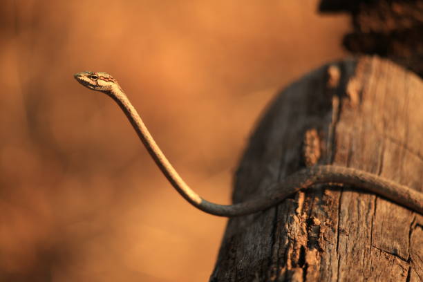 istock venomous twig snake on a wooden railing 1847851954