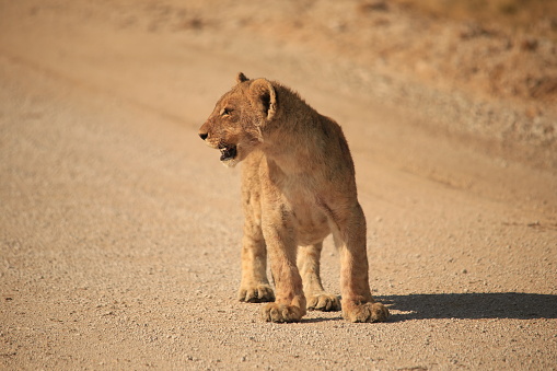 single lion cub on gravel road