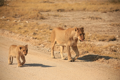 lioness with her cub walks along a gravel road
