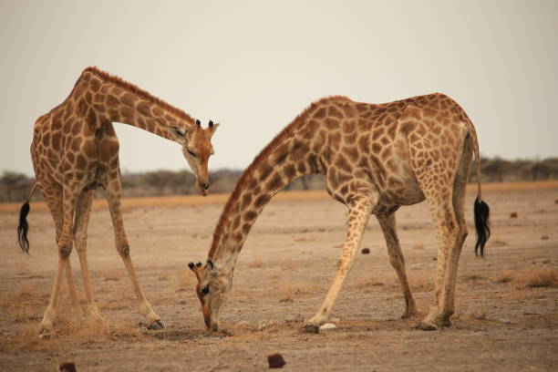 two giraffes in the plain of Etosha NP