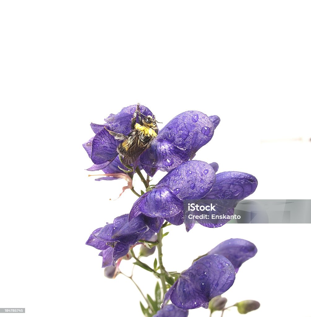 Moscardón en Akane. fondo blanco - Foto de stock de Abeja libre de derechos