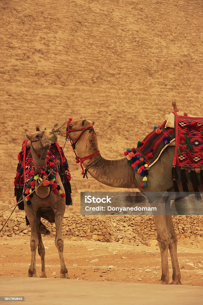 Camelos em pé pela Pirâmide de Quéfren, Cairo - Royalty-free Antigo Foto de stock