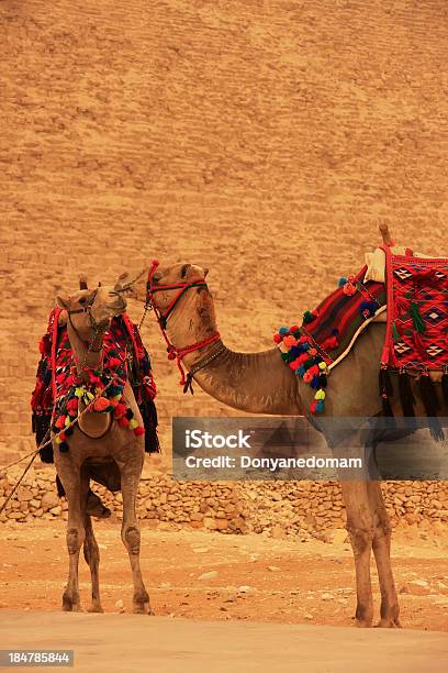 Camelos Em Pé Pela Pirâmide De Quéfren Cairo - Fotografias de stock e mais imagens de Antigo - Antigo, Arcaico, Areia