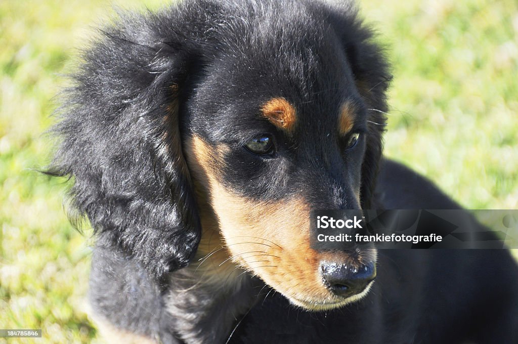 Dachshund Puppy Looking A dachshund puppy looking to the side, Alertness Stock Photo