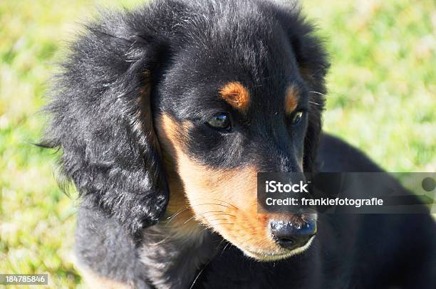 Dachshund Puppy Looking Stock Photo - Download Image Now - Alertness, Animal, Beauty